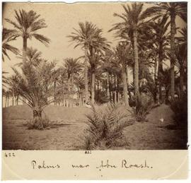 [422] Palms near Abu Roash.