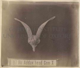 [97] Addax head