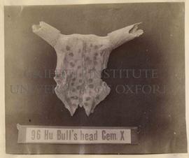 [96] Bull's head