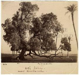[424] Atl tree. near Kerdaseh.