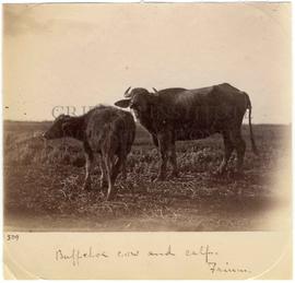 [509] Buffaloe cow and calf. Faium.