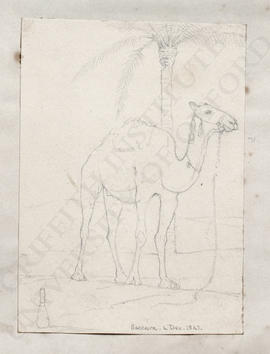 Saqqara, camel standing beneath a palm tree