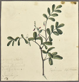 George A. Hoskins Watercolour - Botanical Drawing