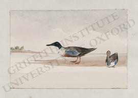 Salhieh (Salhiya), two ducks, northern shovelers (Anas clypeata)