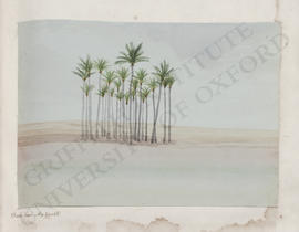 Abu Zaabal, a grove of date palms