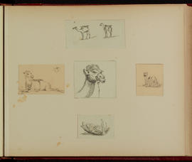 Camels; remains of boat