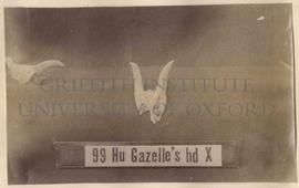 [99] Gazelle's head