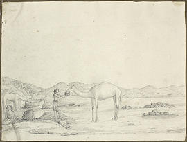 George A. Hoskins Drawing - Camels