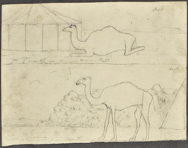 George A. Hoskins Drawing - Camels
