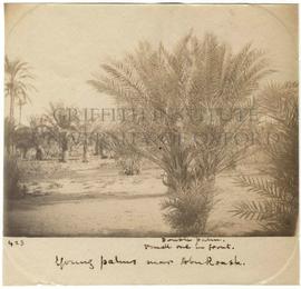 [423] Young palms near Abu Roash.