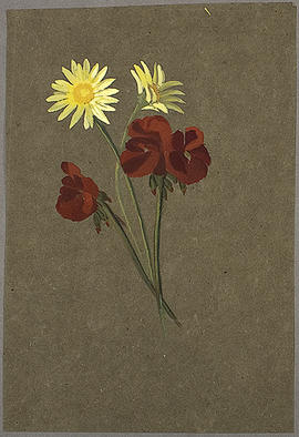 George A. Hoskins Watercolour - Flower Painting