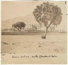[285] Dûm palms, south of Medinet Habu.