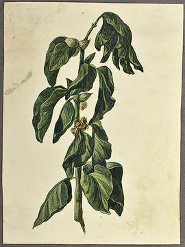 George A. Hoskins Watercolour - Botanical Drawing