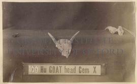 [100] Goat's head